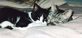  Sketty and Bodhi sleeping