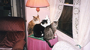 Zoe, Sketty, and Bodhi