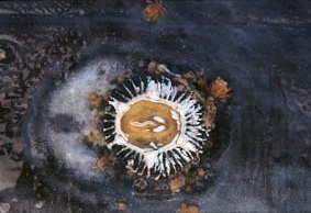 California gray whale