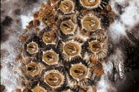 California gray whale