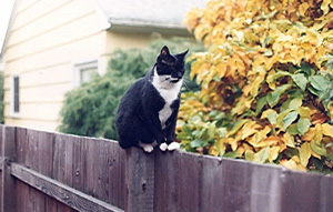 Bem on fence