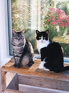 Bodhi and Sketty on the bench