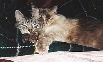 Bodhi and Zoe sleeping