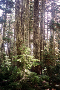 Oregon Cascades
