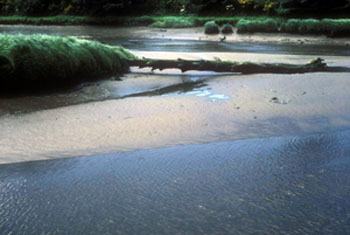 wood in estuary