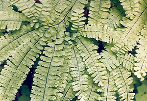 Maiden-hair fern