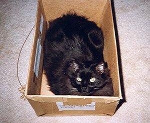 Nin in a cardboard box