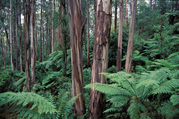 se Australia
