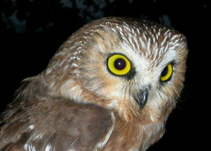 Owl