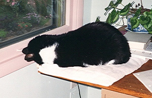 Sketty sleeping on his face