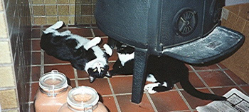 Sketty and Bemmy by the stove
