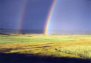 Rainbow in wheat field